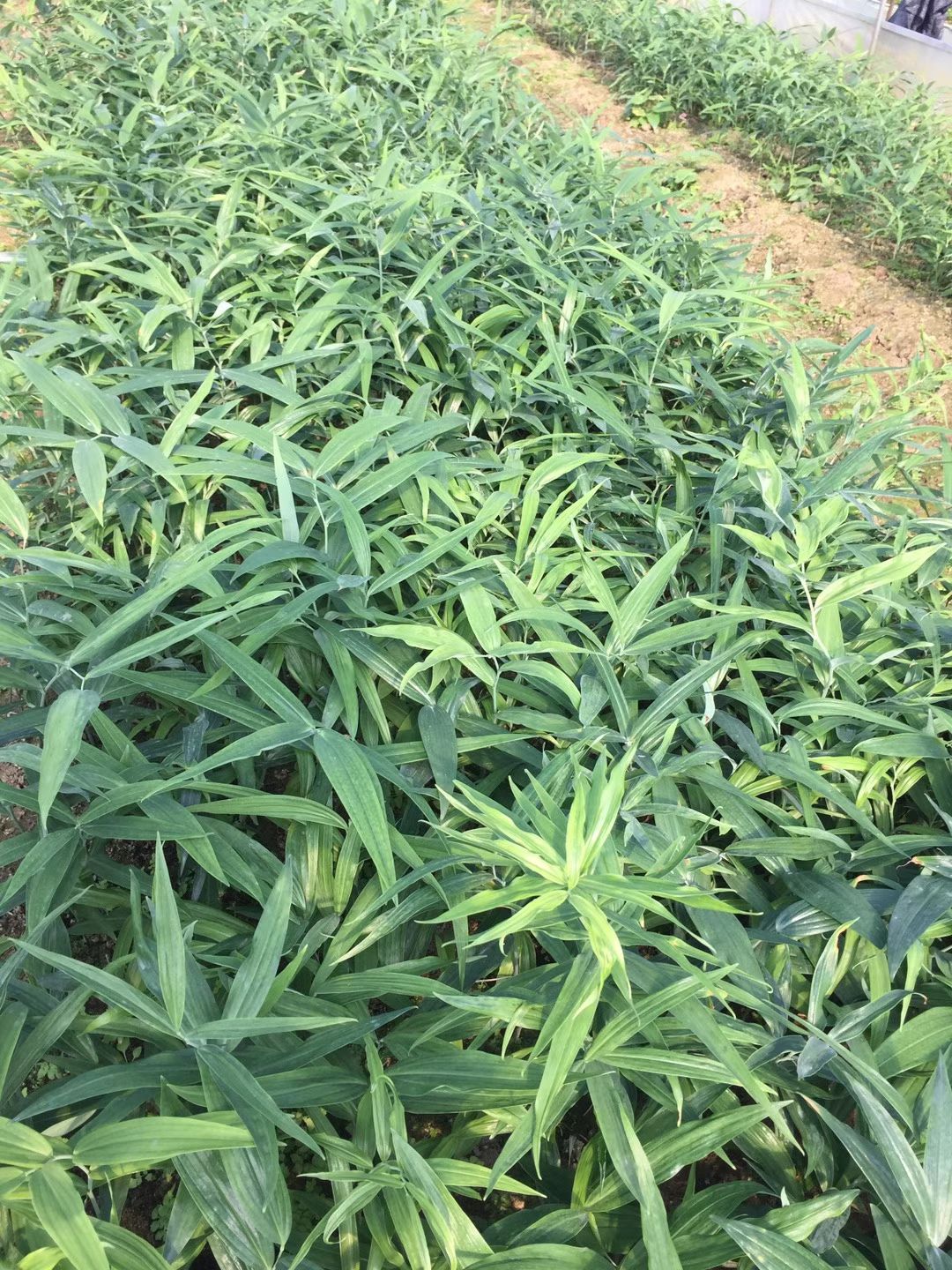 黄精苗