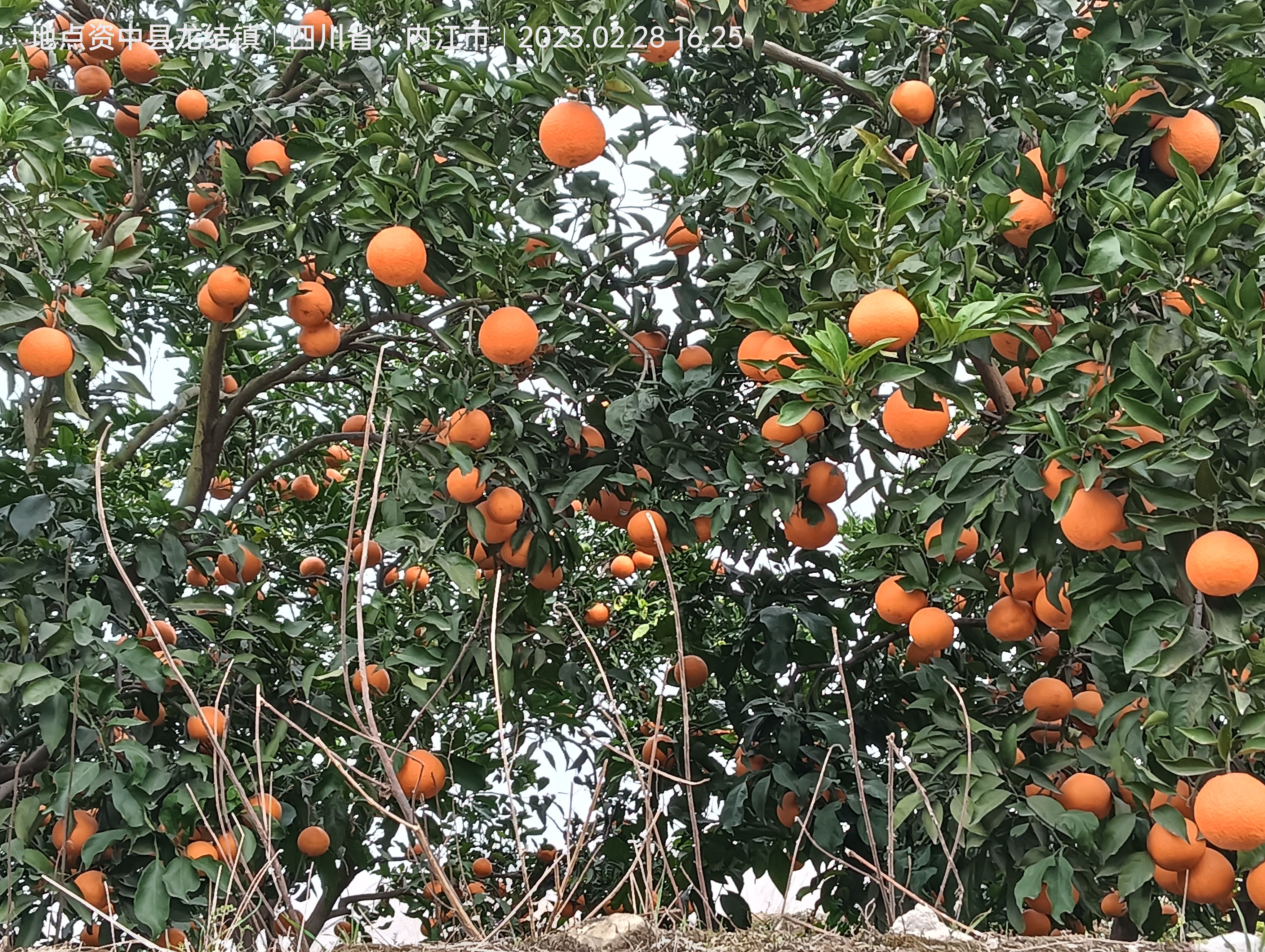 爱媛果冻橙现货已上市