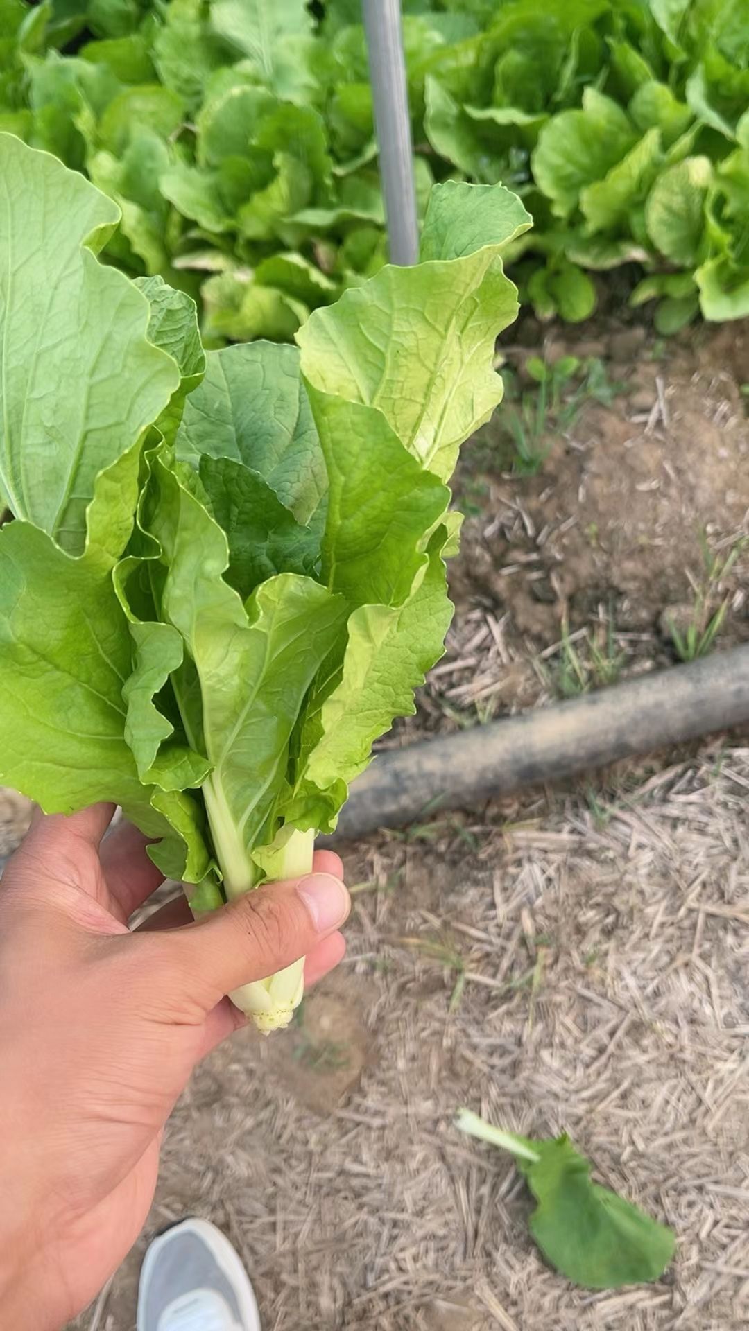 基地精品 毛白菜奶白菜大量有货支持产地看货