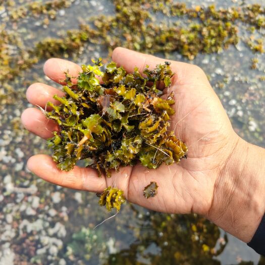 菹草（麦黄草）