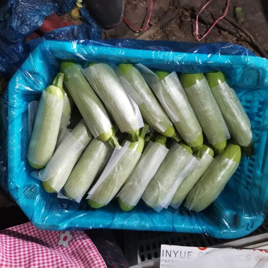 平原县精品绿皮西葫芦，超市标准，提前预热