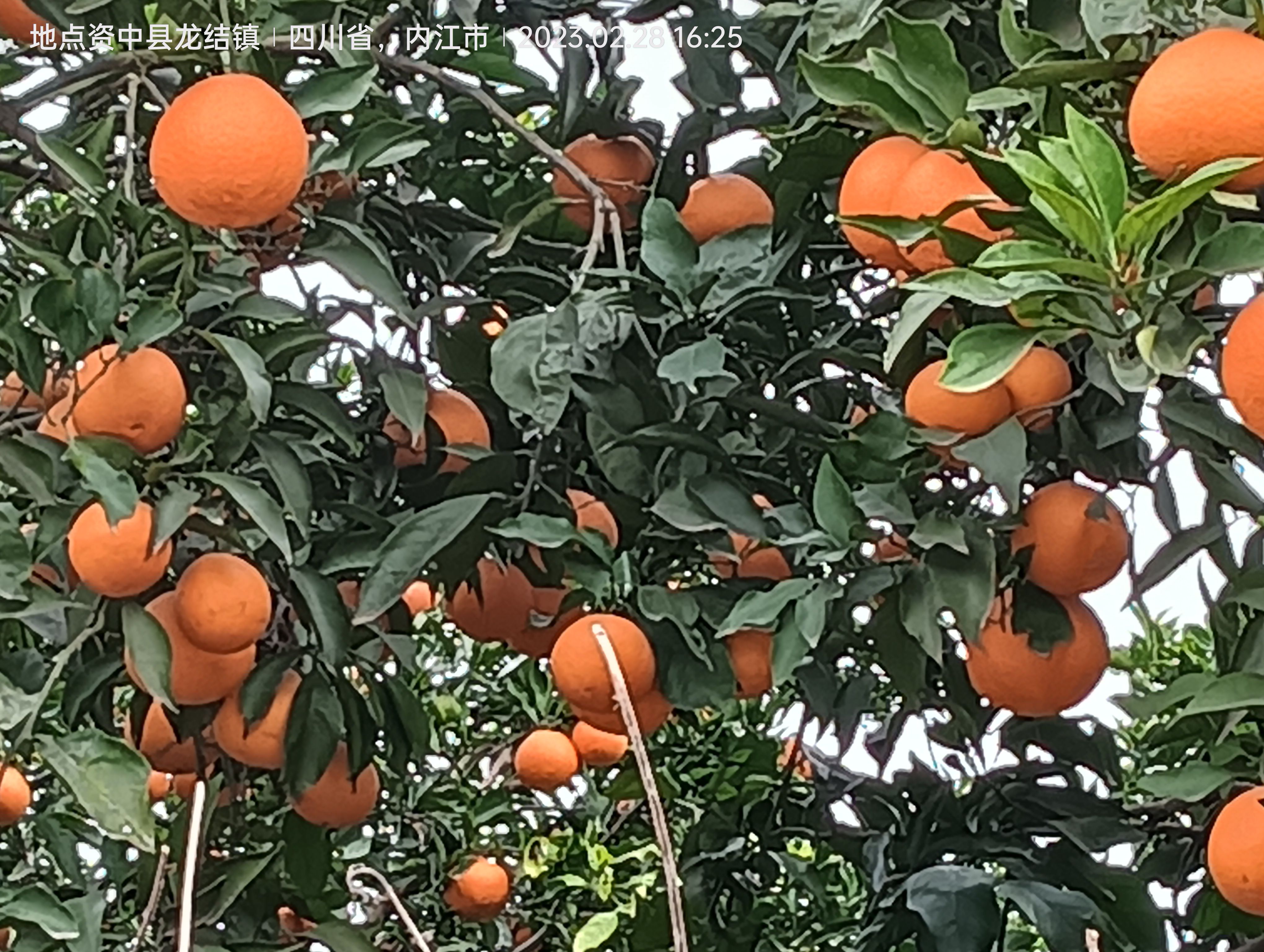 爱媛果冻橙现货已上市