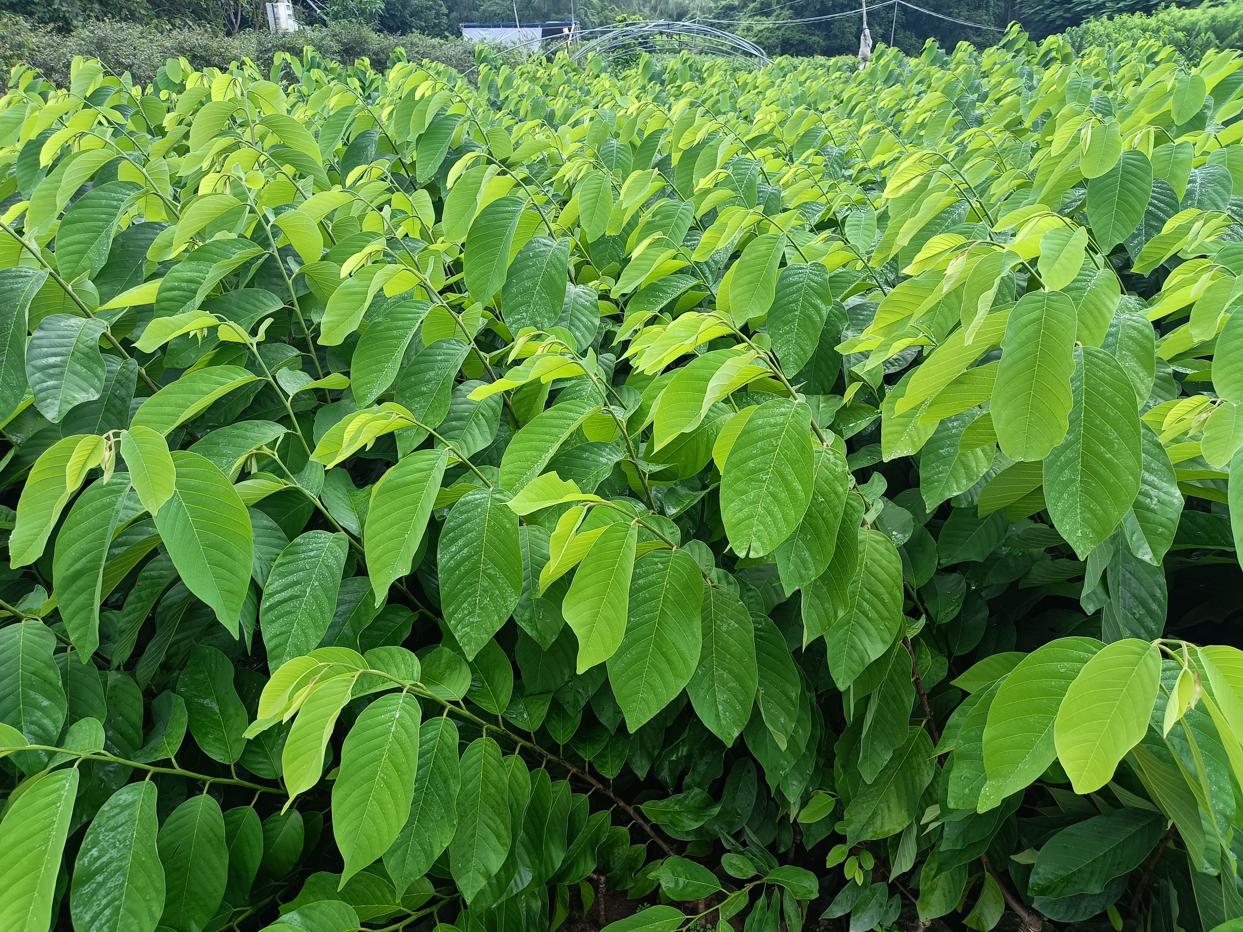 釋迦果苗 鳳梨釋迦嫁接苗