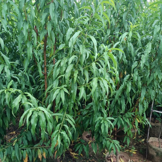 桃树苗 三月桃苗