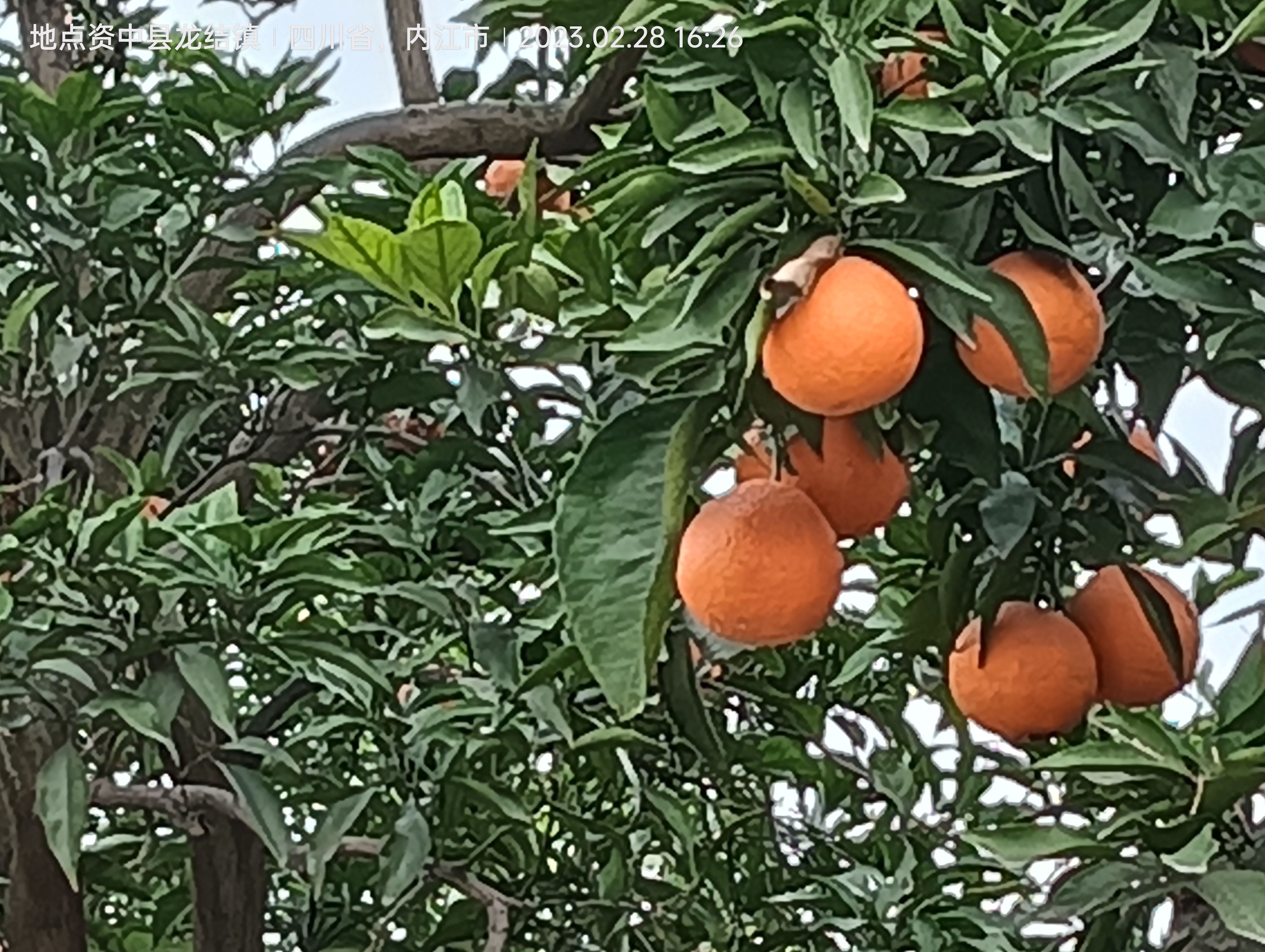 爱媛果冻橙现货已上市