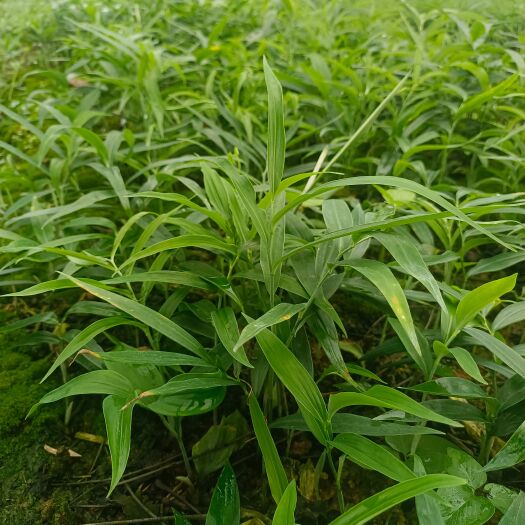 叙永县黄精种苗  黄精苗姜型不倒苗多花甜黄精苗（籽育苗）