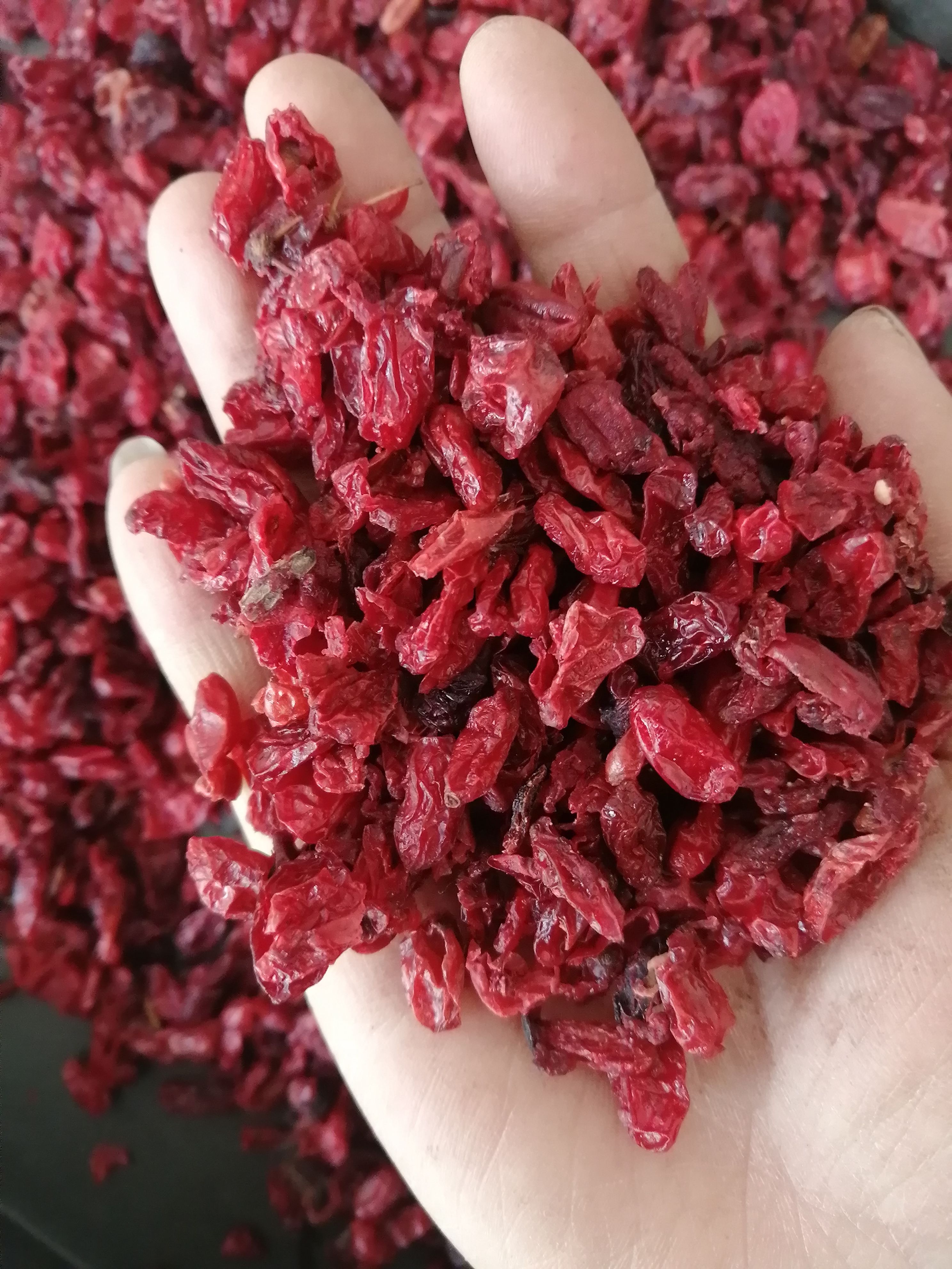 西峡山茱萸、山萸肉产地经营30年！饮片、药厂、精品、出口！