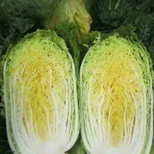 黄心白菜