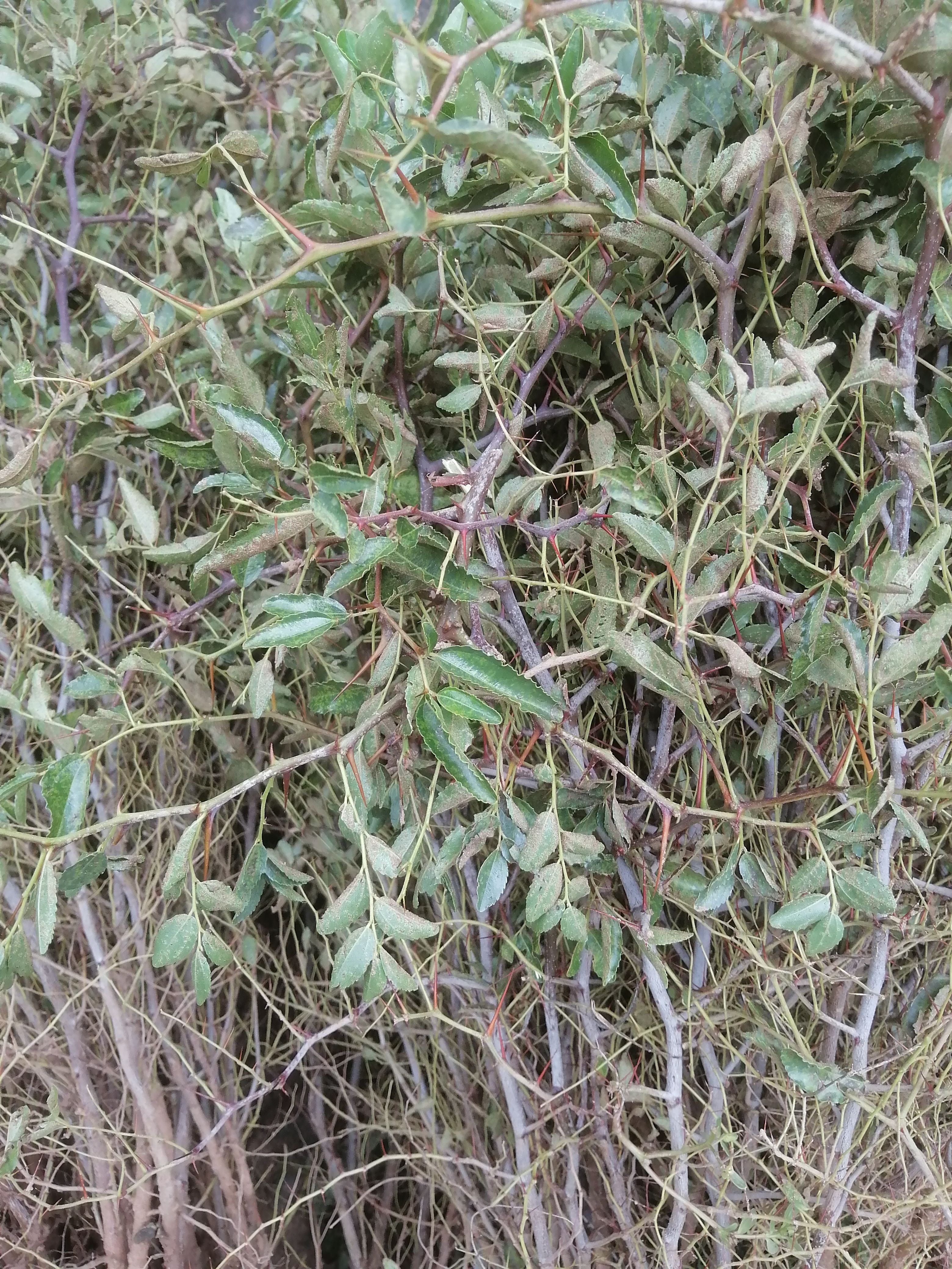 酸枣苗，双仁酸枣苗，晋酸3号双仁酸枣苗基地