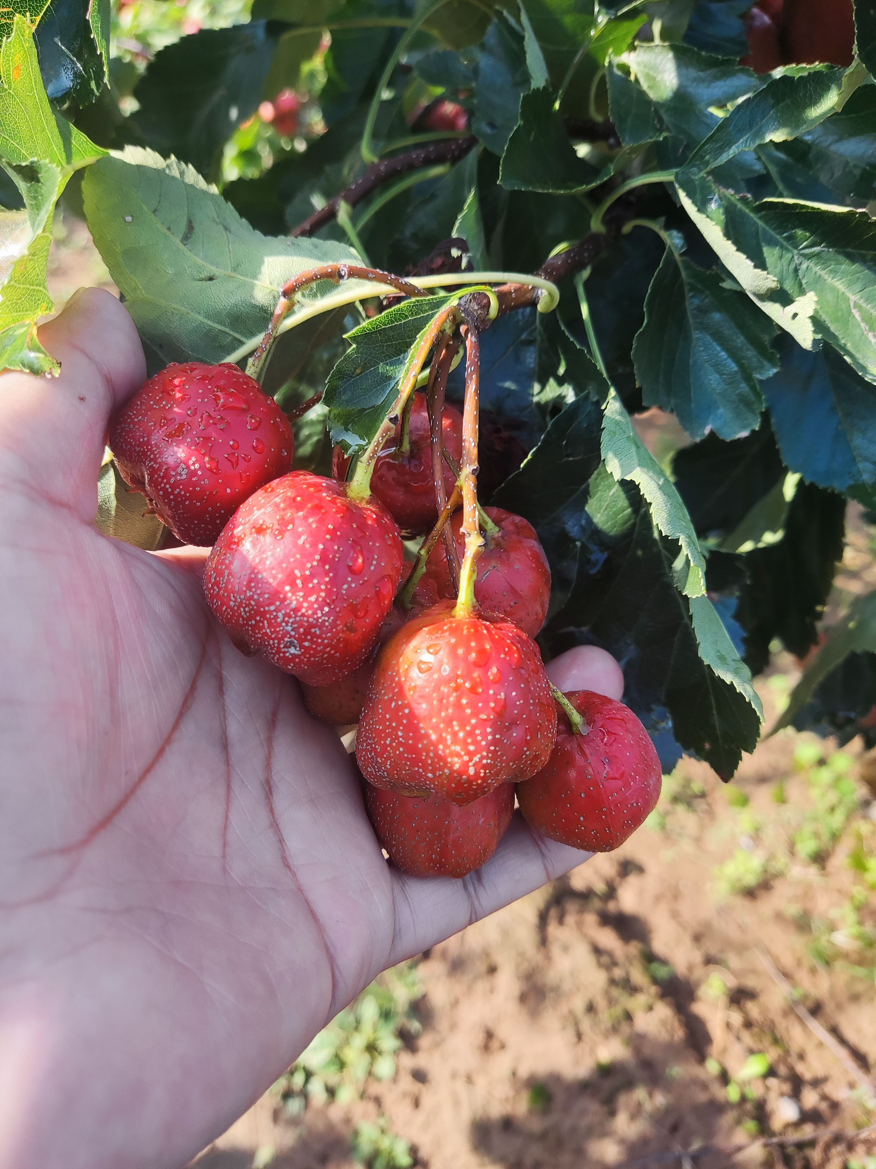 大五棱山楂大量成熟上市。