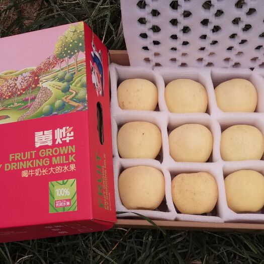 威县维纳斯黄金苹果