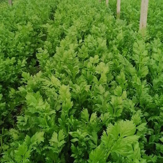 漯河精品芹菜大量批发
