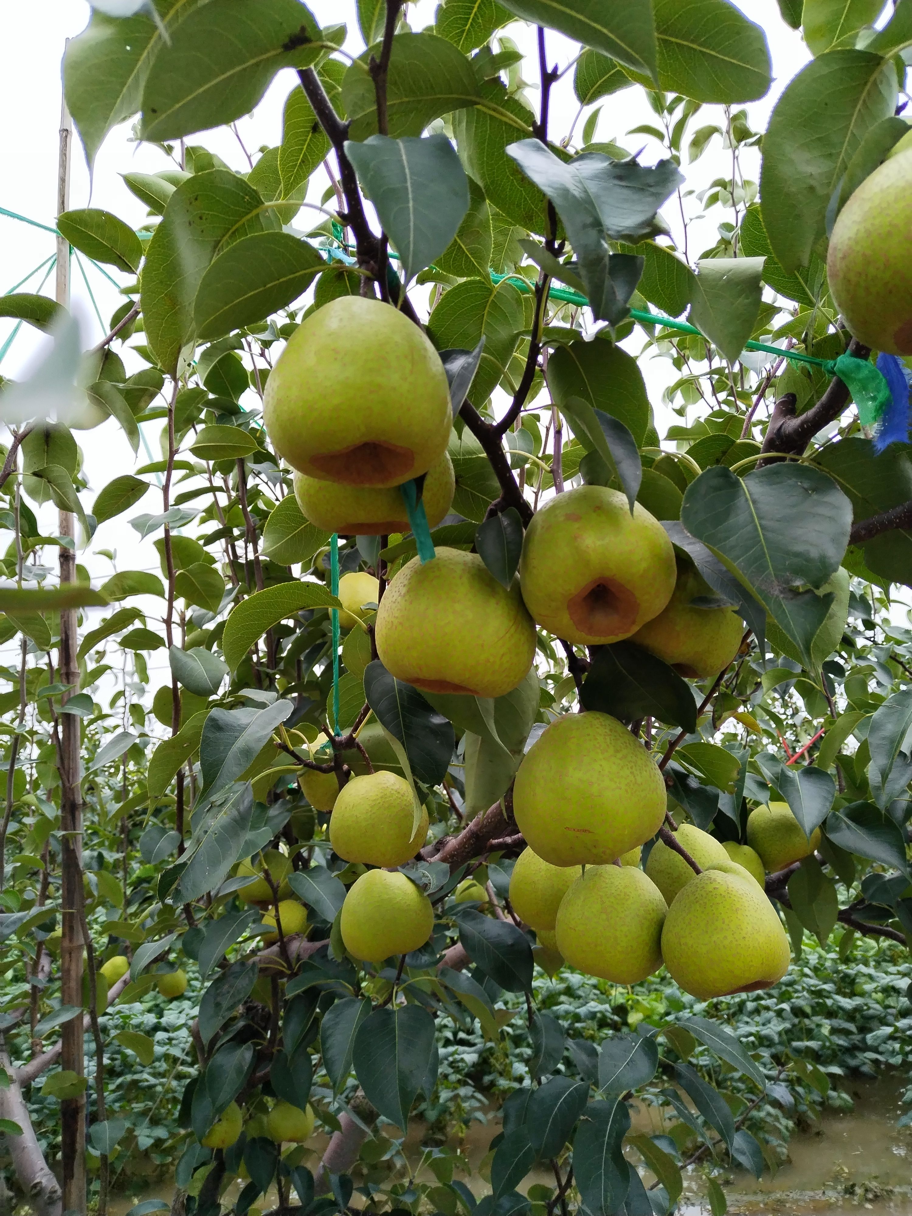 莱阳梨，口感好，甘甜可口，保证质量！