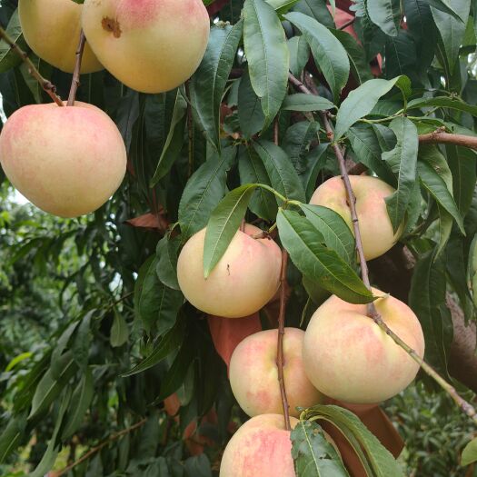 肥城市金秋红蜜，蜜桃，无中间商，农场直采，个大，味美