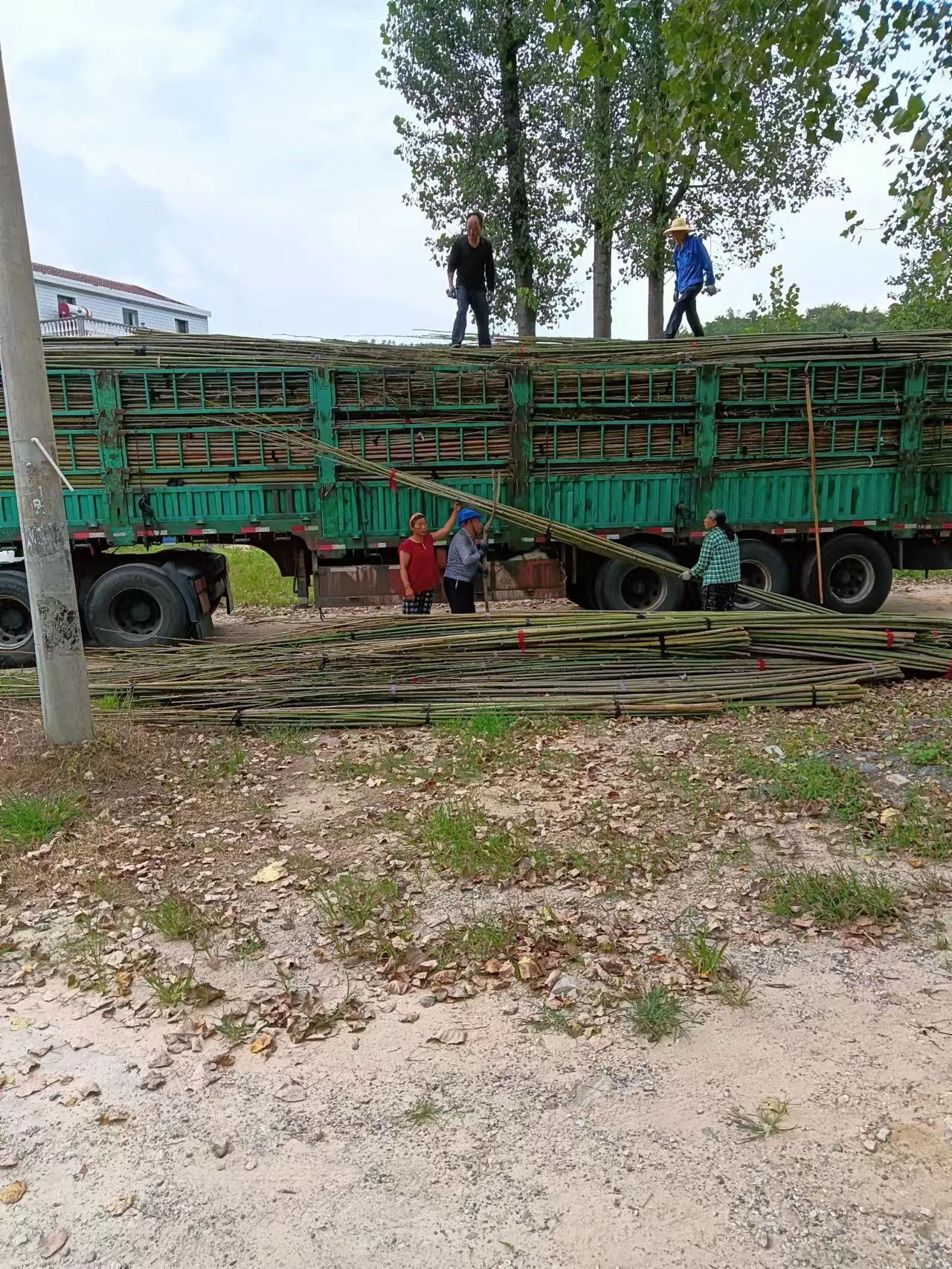毛竹，毛竹片，竹竿，菜架竹批发（欢迎定制，现场加工）