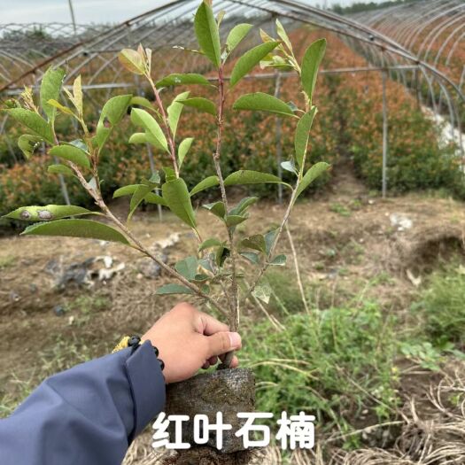 灌云县红叶石楠大杯苗