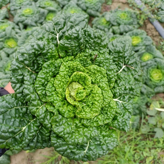 西安黄心菜