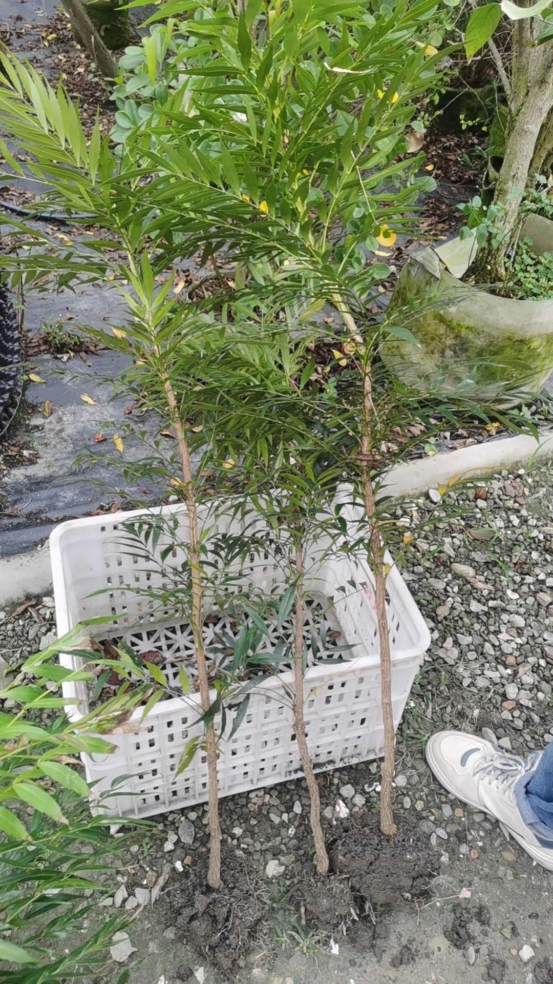 十大功劳