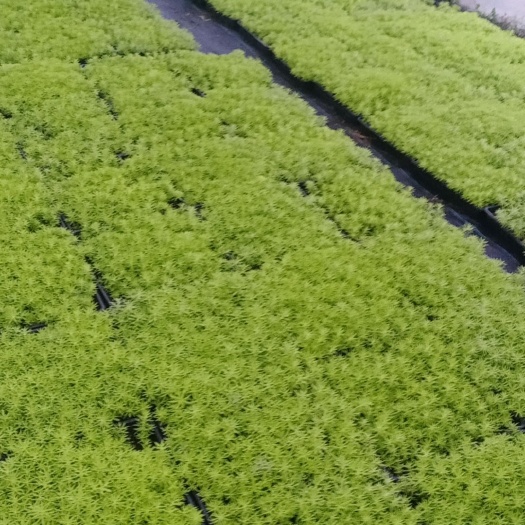 上海方盘佛甲草