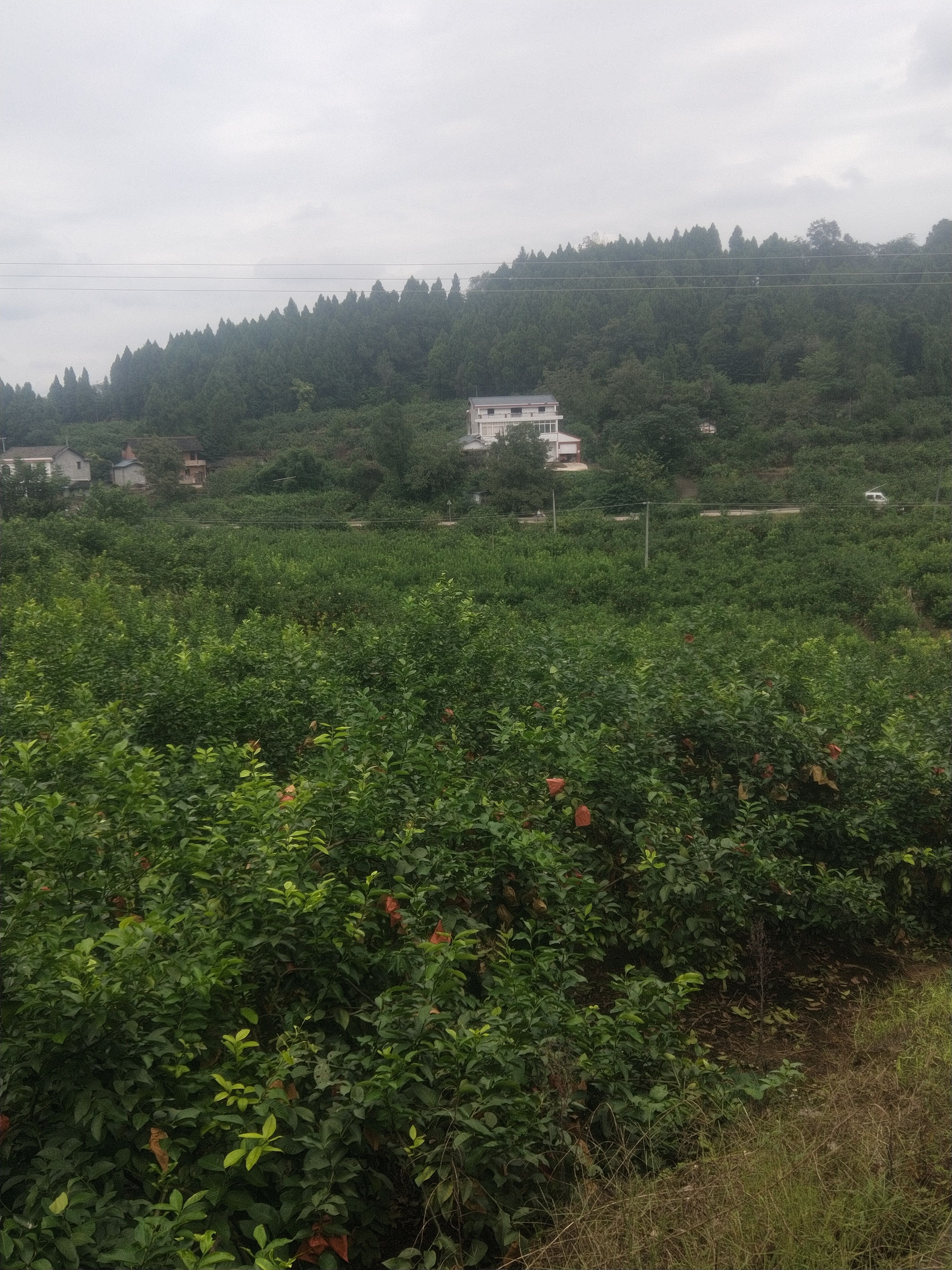 尤力克柠檬   安岳黄柠檬 小果，餐饮，奶茶店，榨汁皆宜