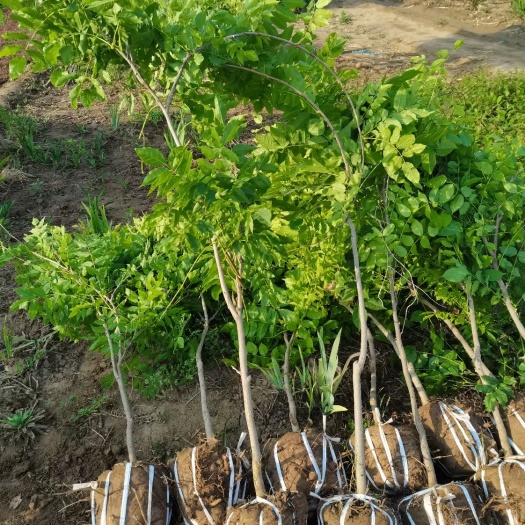1-3公分紫藤美植袋苗，多花紫藤，丰花紫藤，成活率高