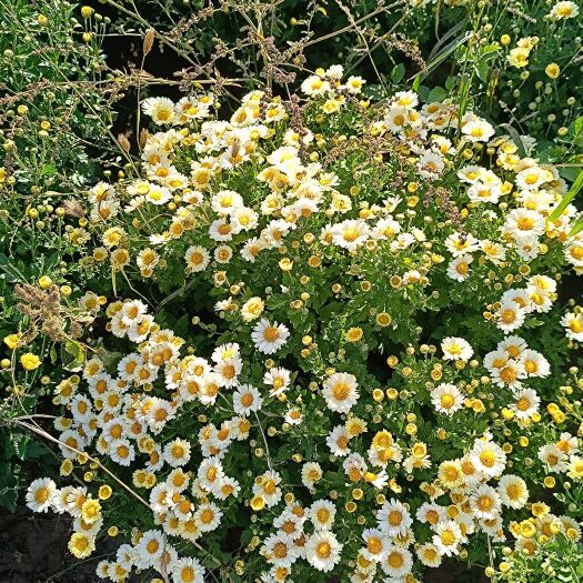 大安市白菊