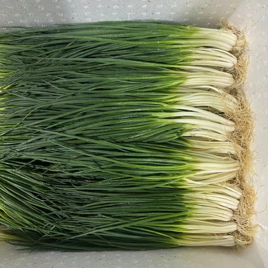 云南泸西小香葱，常年供货，产地直销加工厂货 电商货  精品货