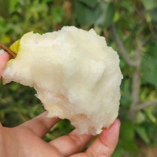 礼泉县陕西酥梨脆甜多汁