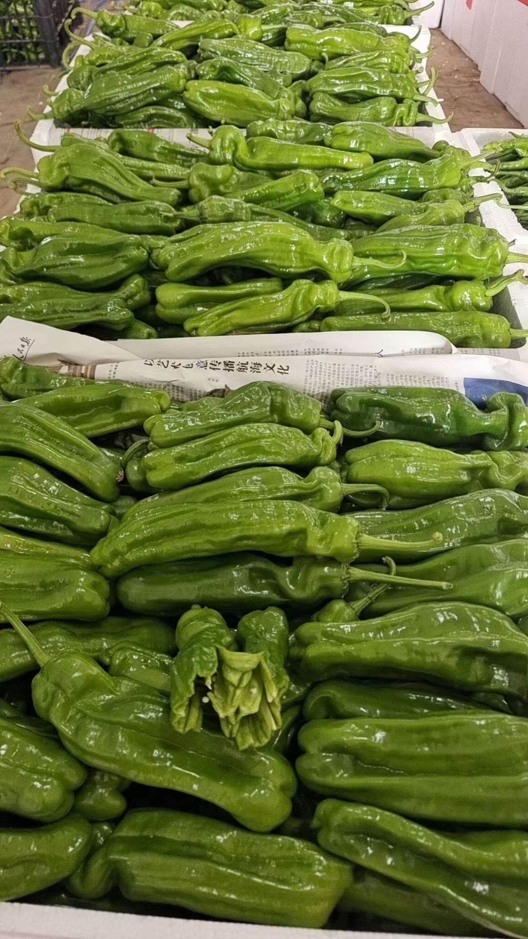 辣椒精选301薄皮辣椒基地直供量大从优