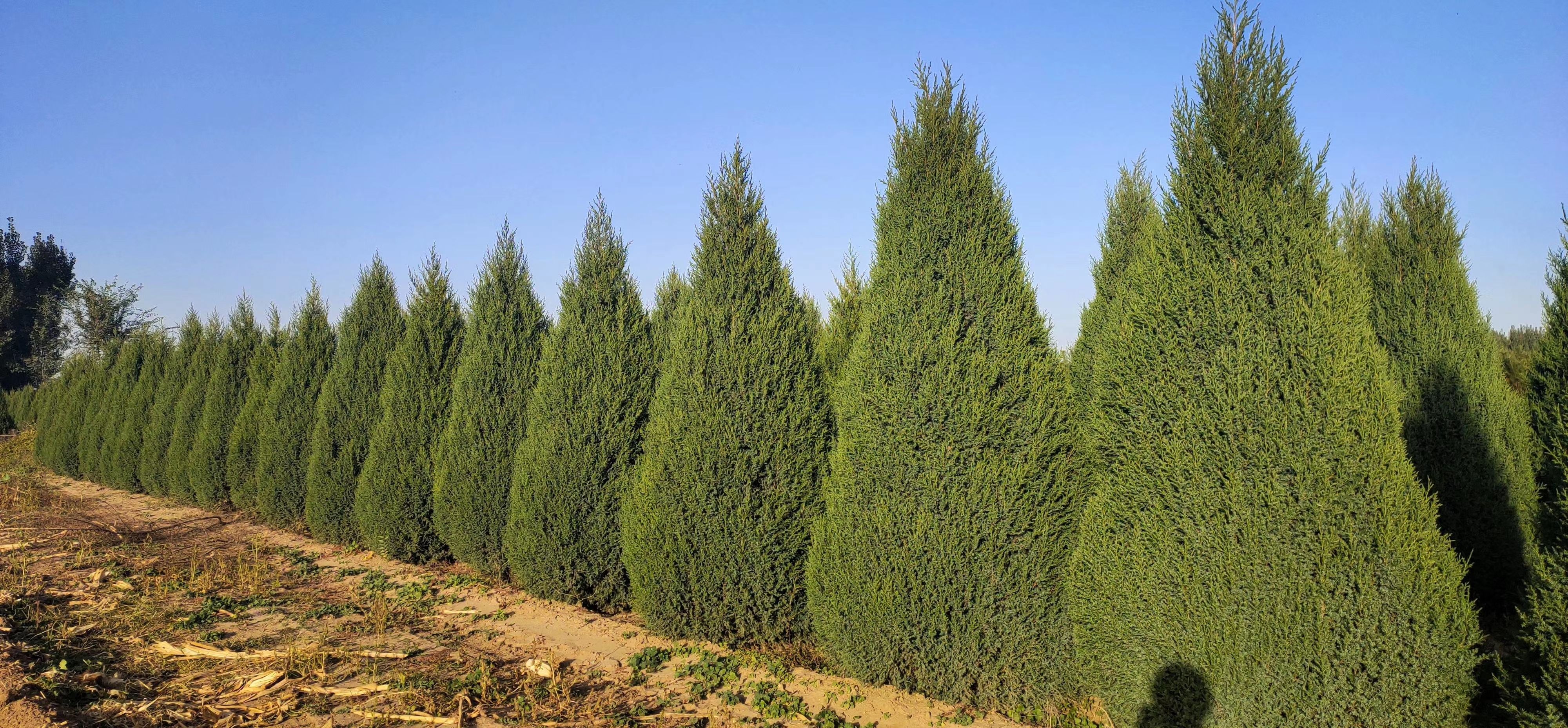 河南桧柏 圆柏 桧柏 北京桧柏 蜀桧 河南桧 望都桧 塔桧