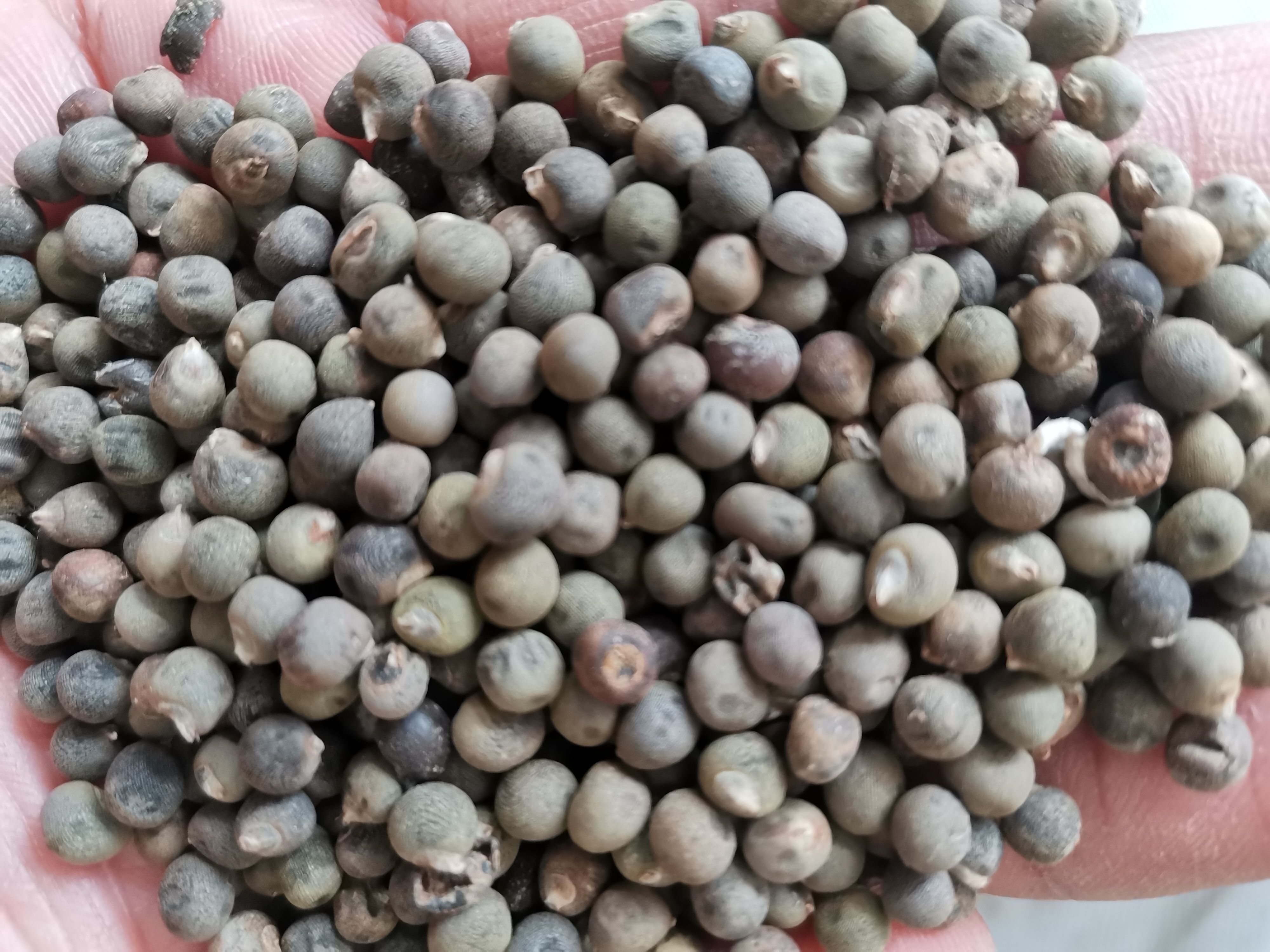 秋葵子 正品无硫秋葵子【假一赔十土】