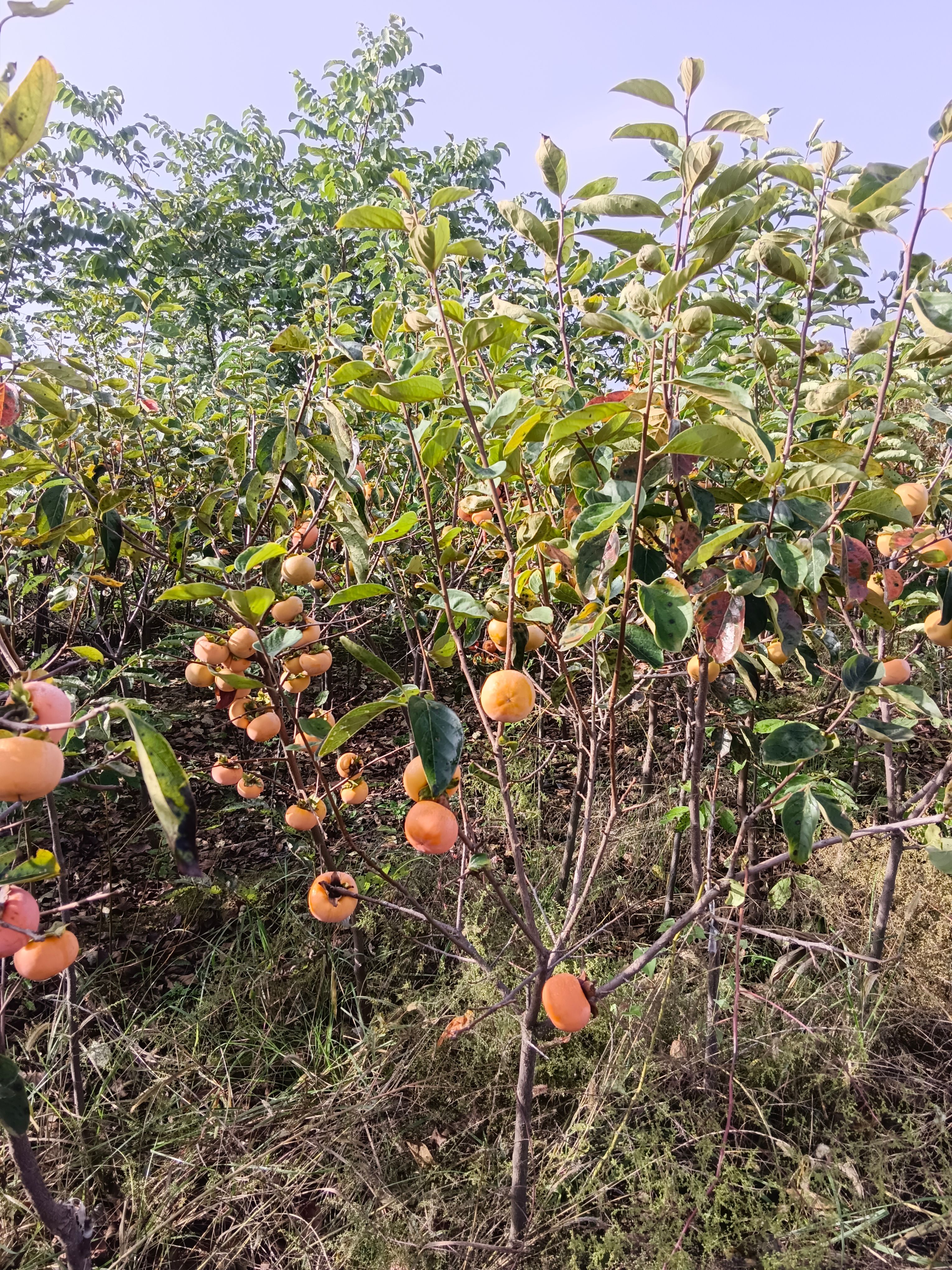 摘下就能吃的阳丰甜柿子苗 水果柿子苗 甜脆柿子苗 甜脆柿子苗