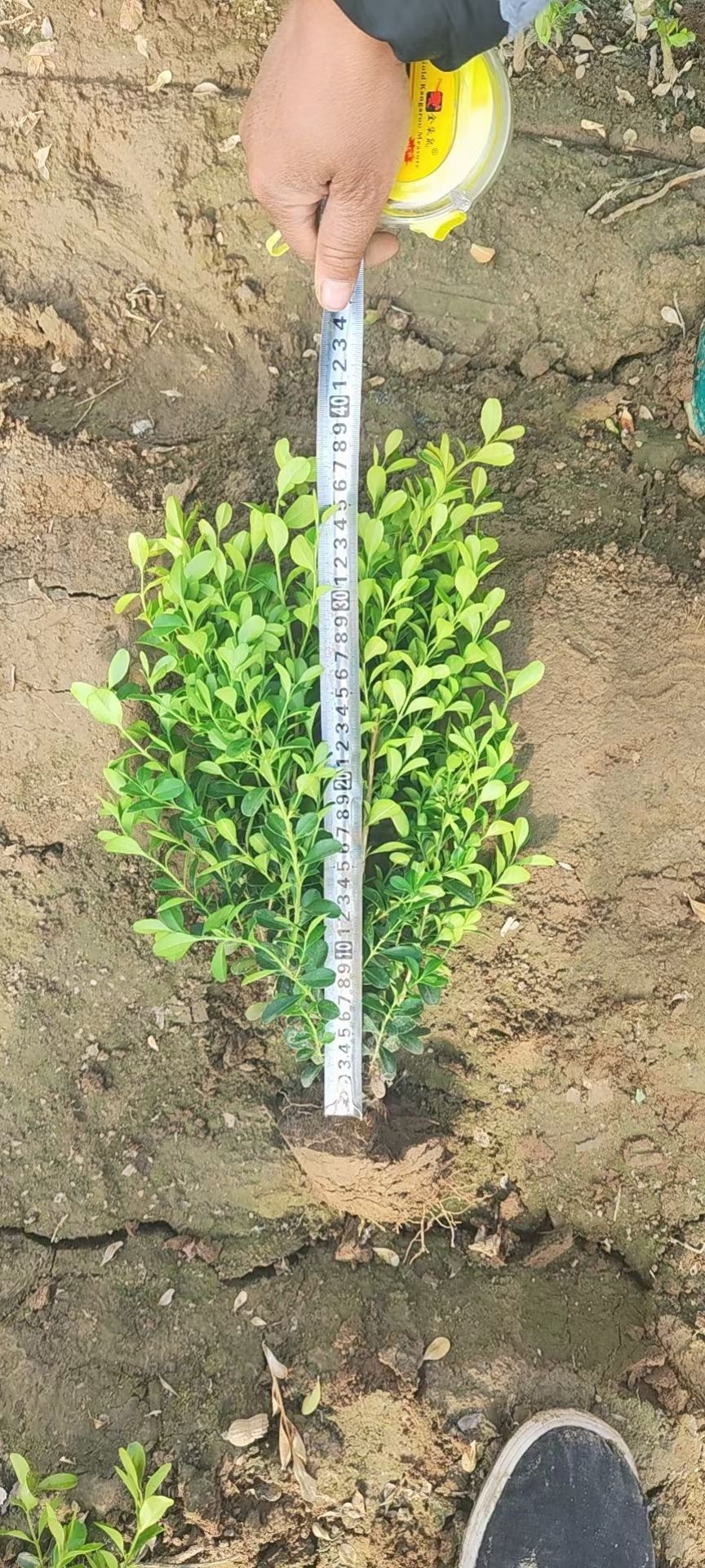 雀舌黄杨 豆瓣黄杨 瓜子黄杨绿篱基地，自家苗圃