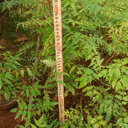 苍梧县南酸枣