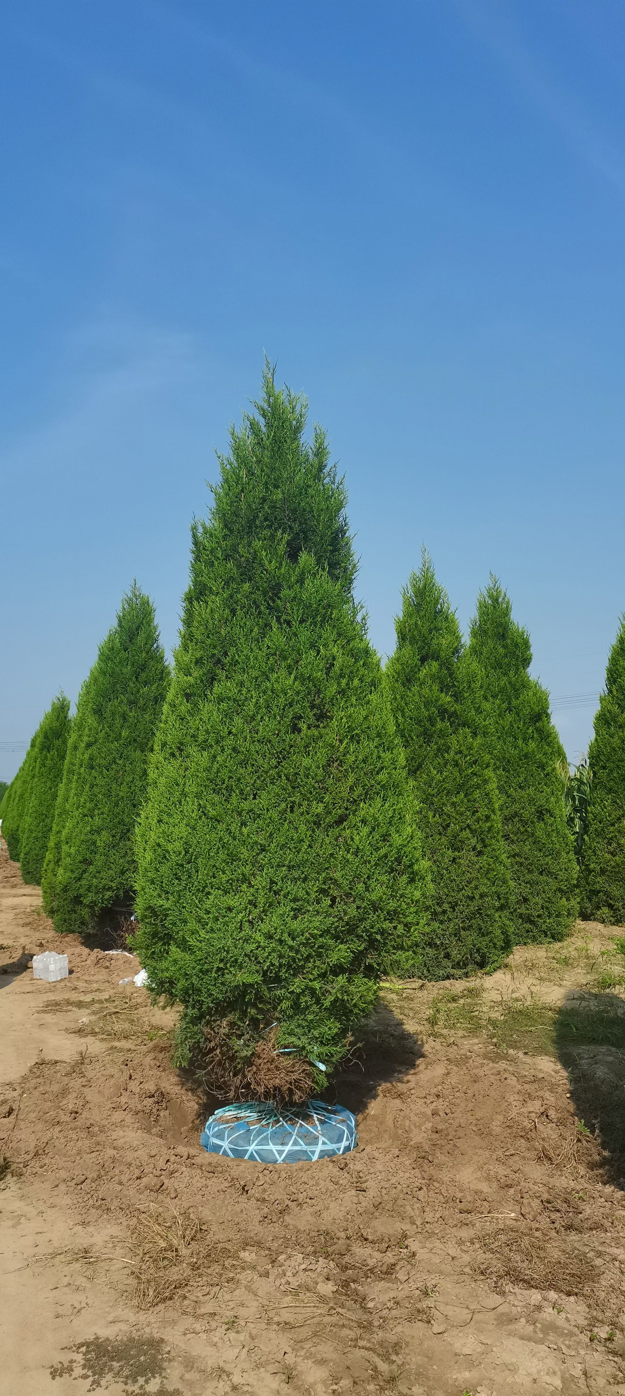 圆柏，祁连圆柏，圆柏苗，川柏，1-5米高