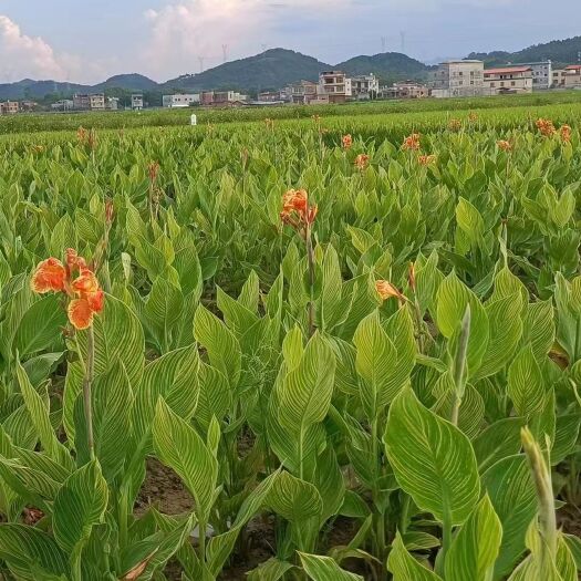 湖南美人蕉 花叶美人蕉绿叶美人蕉大量供应