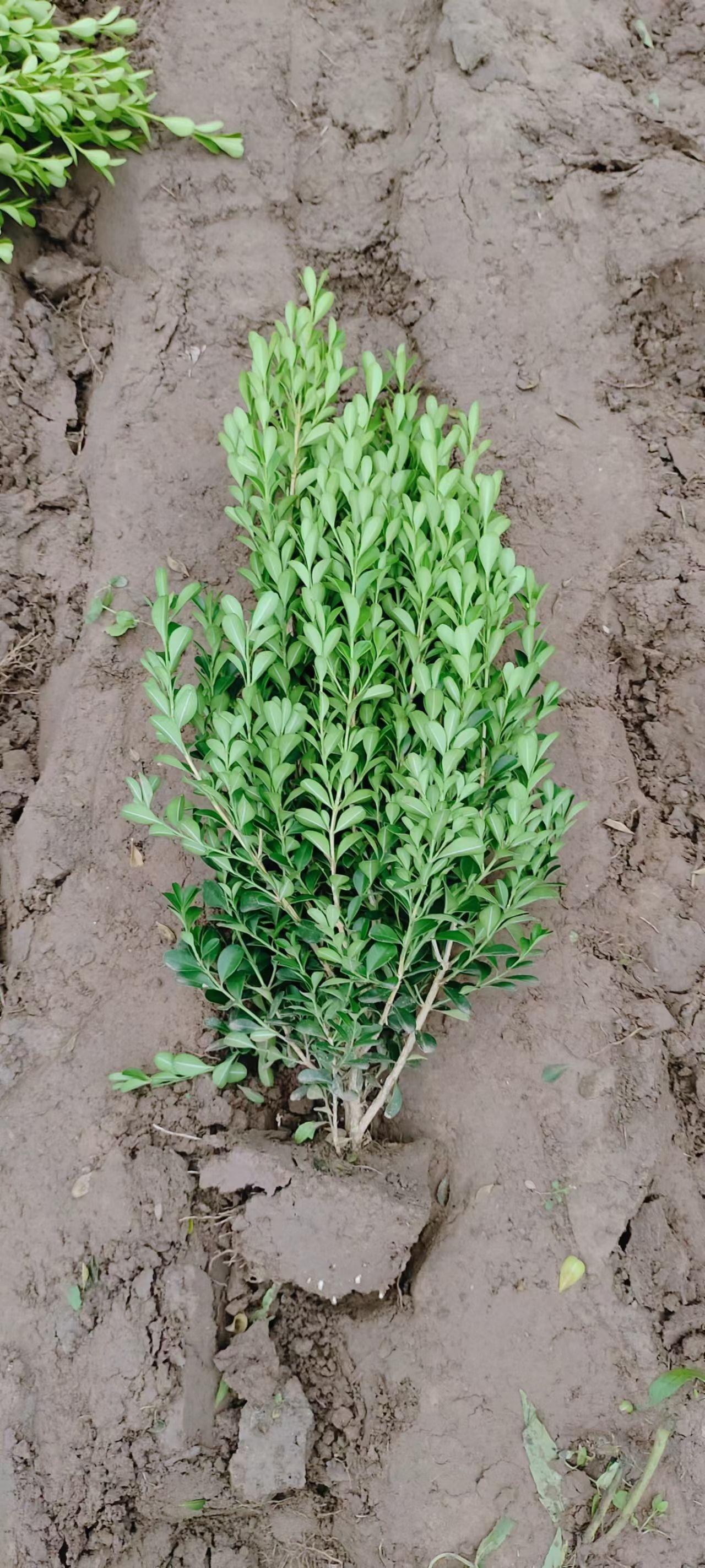 朝鲜黄杨 30-60公分朝鲜黄杨小毛球大量出售中