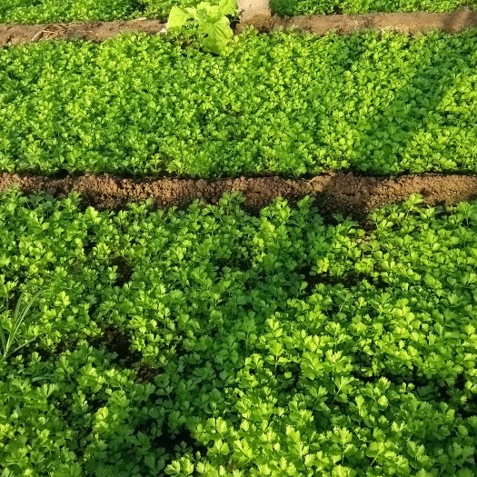 济南芹菜苗