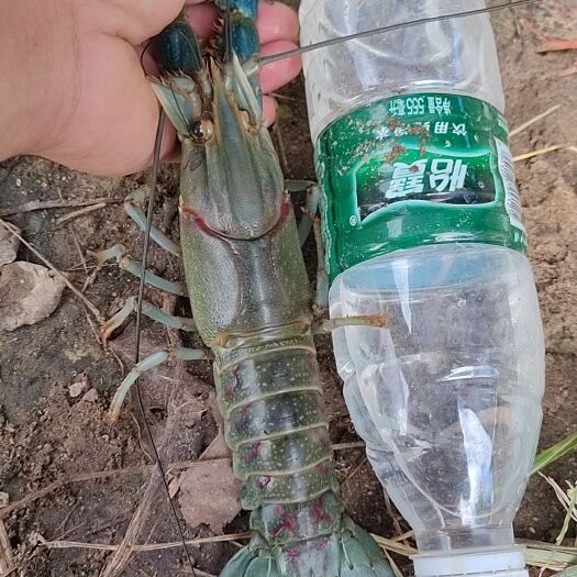 茂名奥州淡水青龙养殖大户