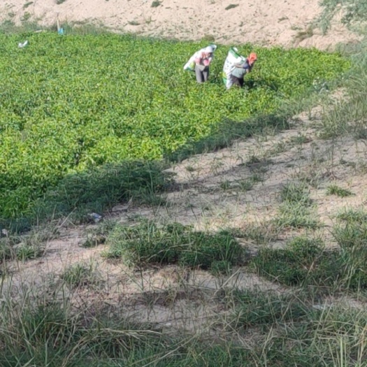 黄土高坡绿色辣椒