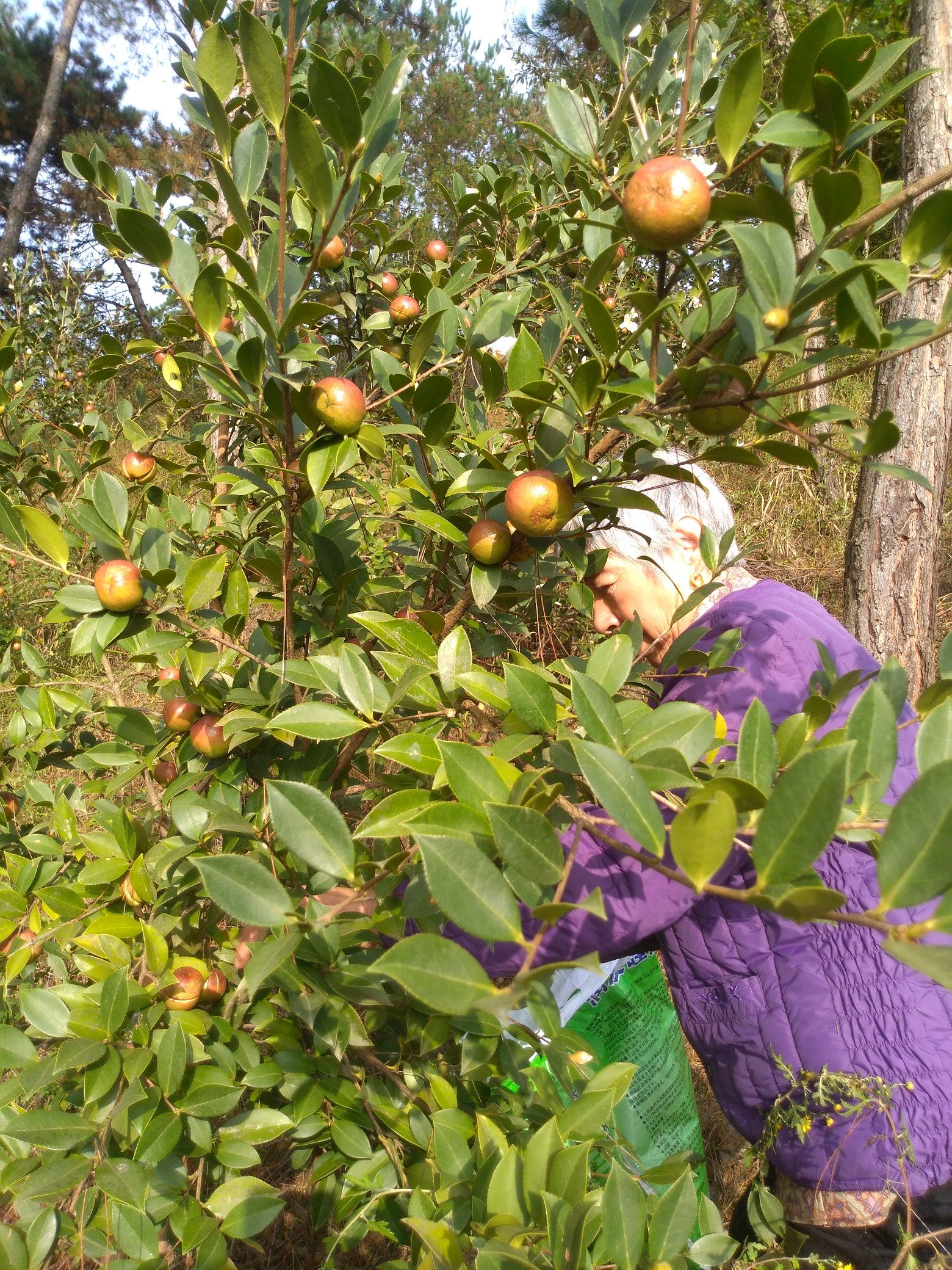 2023年油茶鲜果2万斤待售