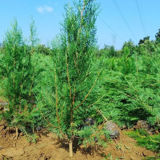 博野县侧柏，圆枝侧柏，窄冠侧柏，侧柏苗，侧柏杯苗大量出售中