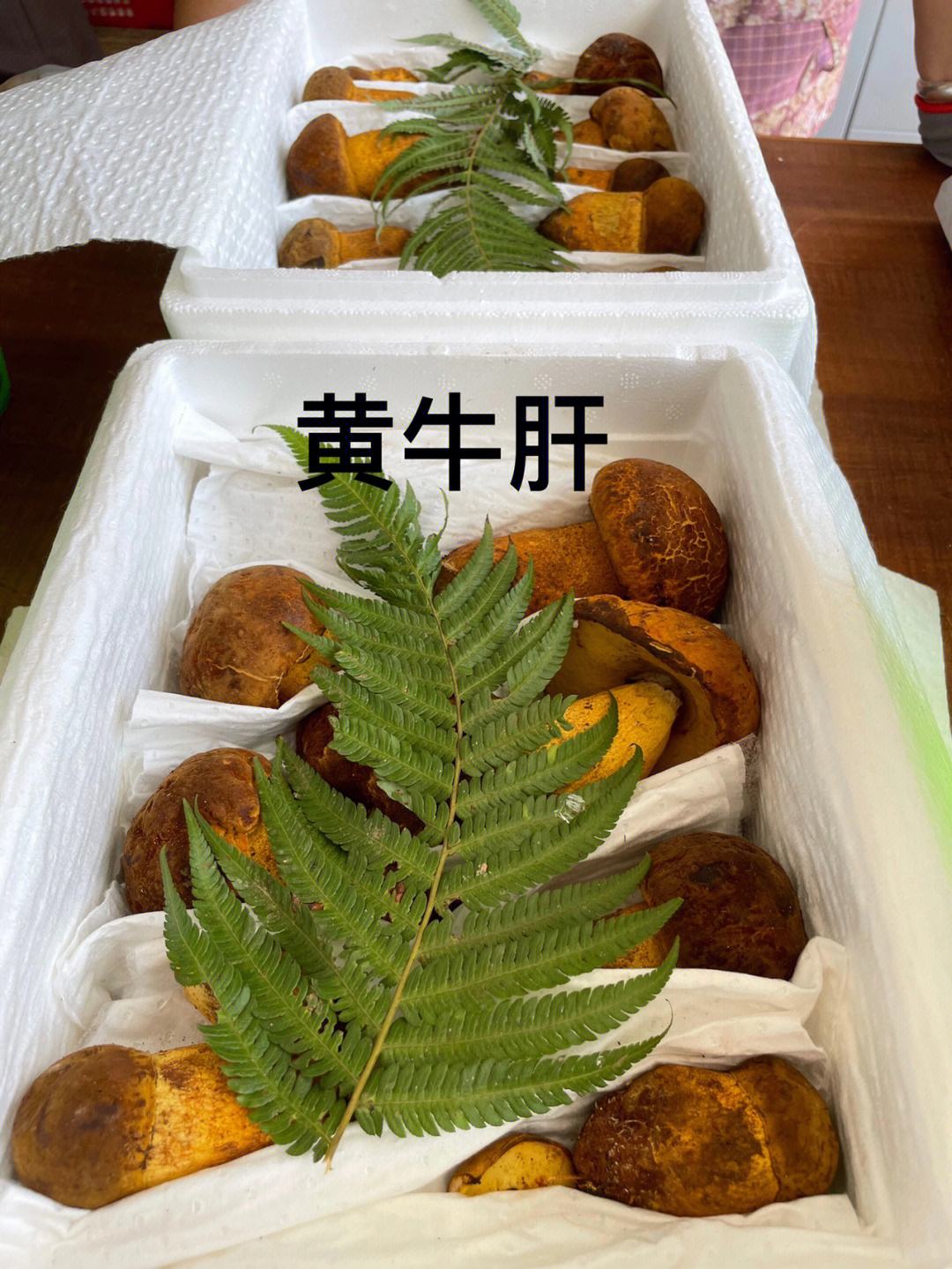 藏区大山里天然黄牛肝菌干货