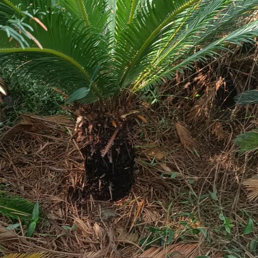 苍梧县苏铁