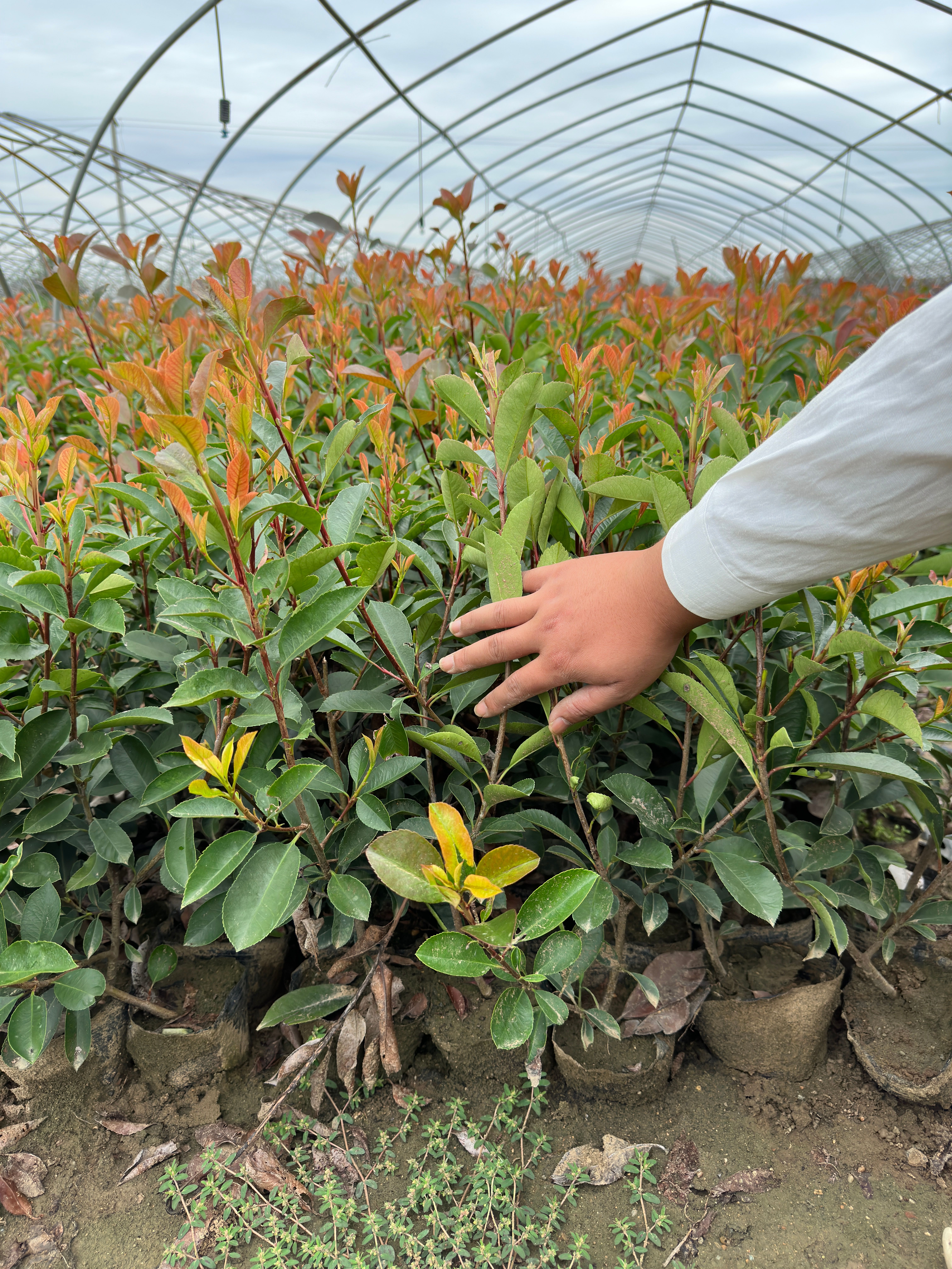 红叶石楠大杯苗160黑皮杯色块苗