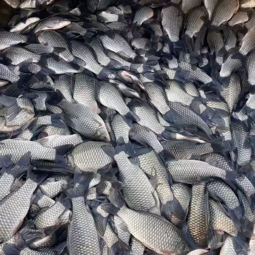 如东县鲫鱼