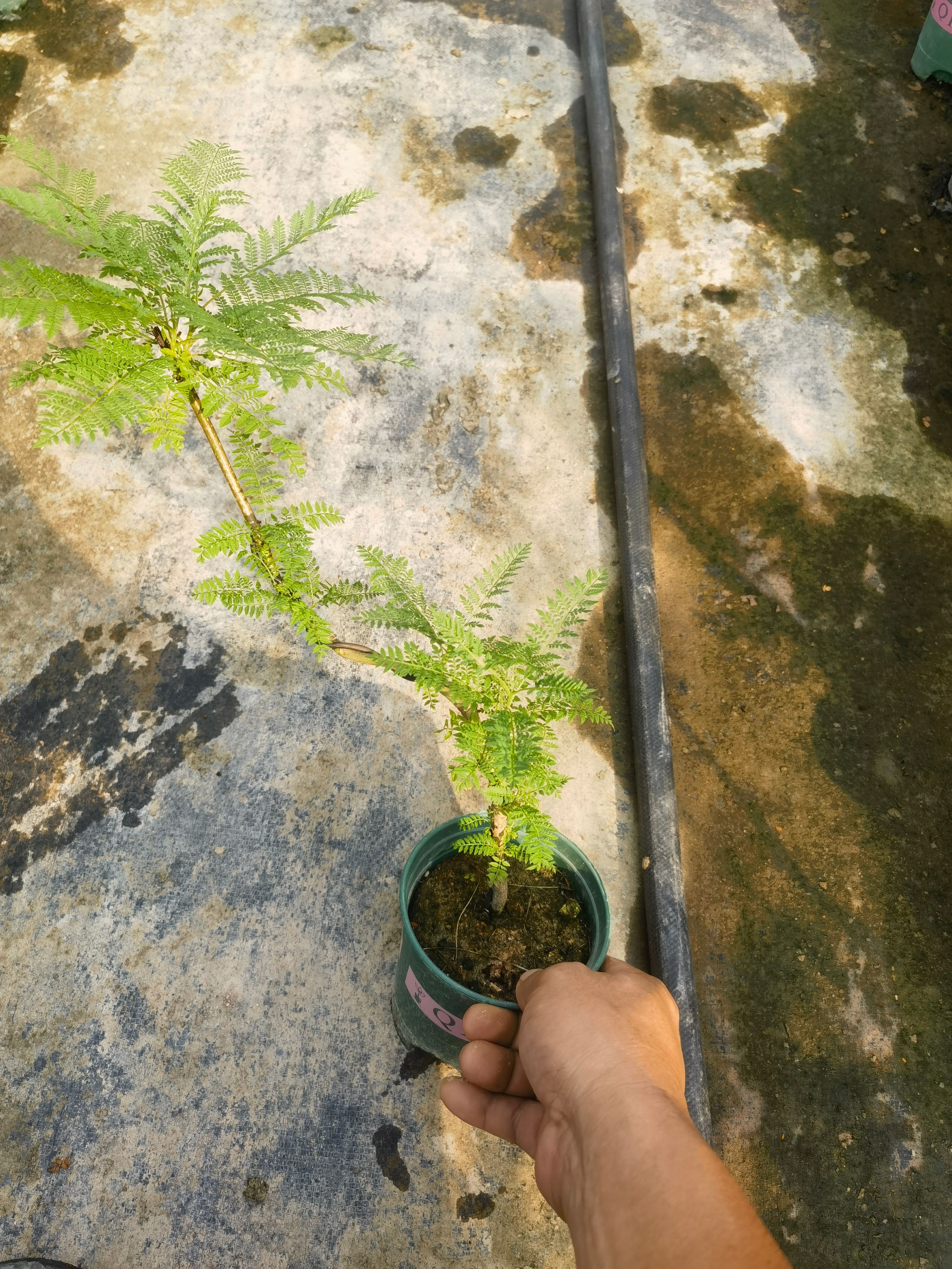 蓝花楹 小盆景 福建漳州花卉种植基地 批量销售