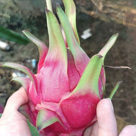 遂溪县红心火龙果