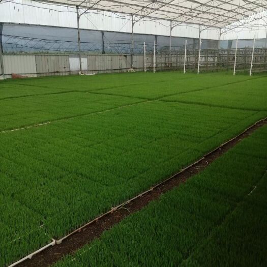 新沂市蔬菜水果育苗基质 水稻育秧基质