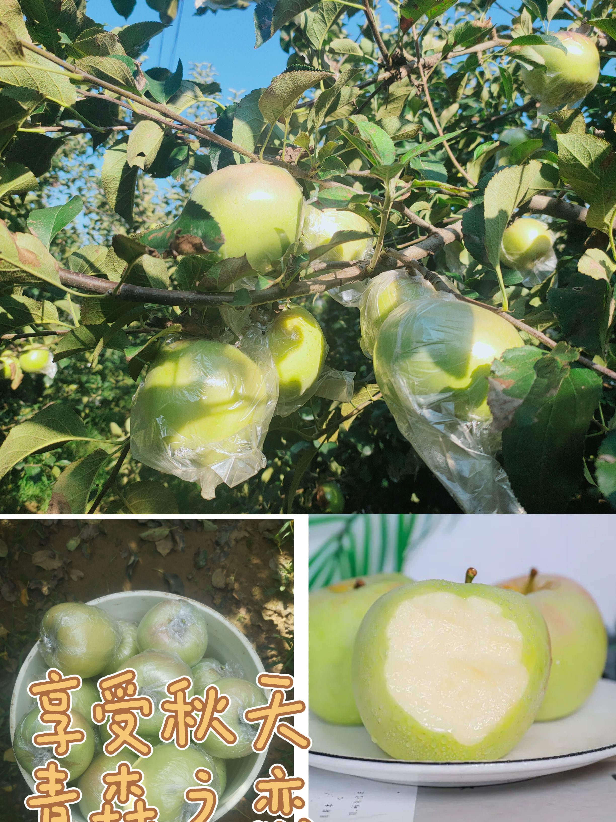 青森之恋，纯甜多汁无渣